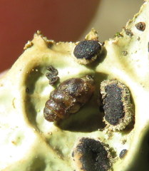 Vertigo rowellii