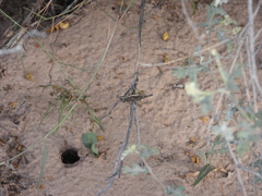 Acantherus piperatus