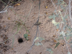 Acantherus piperatus