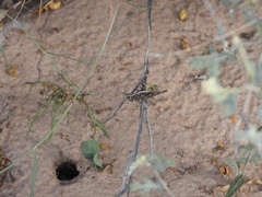 Acantherus piperatus