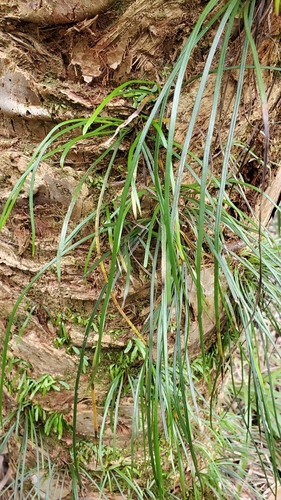 Vittaria lineata image