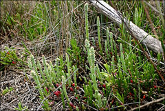 Salicornia blackiana