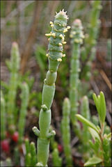 Salicornia blackiana