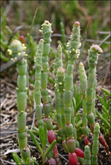 Salicornia blackiana