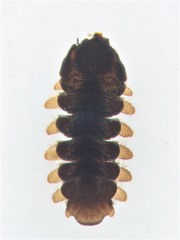 Blepharicera