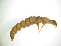 Cailloma
