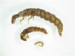 Cailloma