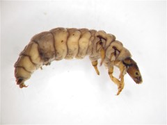 Cailloma