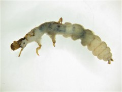 Cailloma