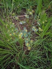 Euphorbia striata