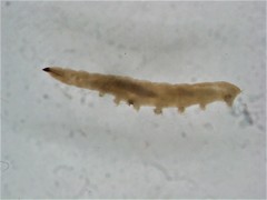 Chelifera