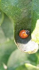 Cycloneda sanguinea