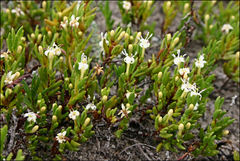 Wilsonia backhousei