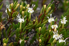 Wilsonia backhousei
