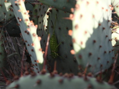 Eremopedes covilleae