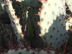 Eremopedes covilleae