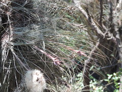 Tillandsia juncea