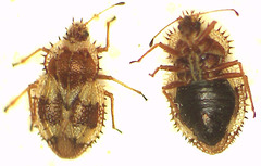 Inoma multispinosa