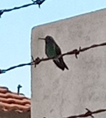 Cynanthus latirostris
