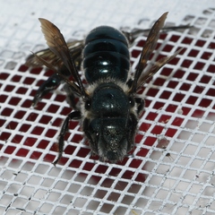 Osmia chalybea