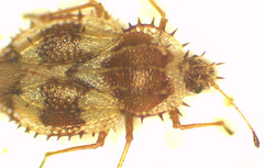 Inoma multispinosa