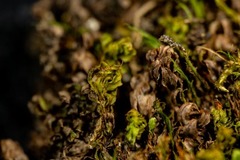 Mnium blyttii