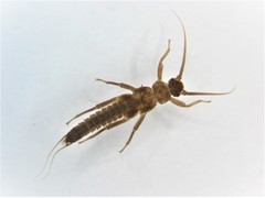 Claudioperla