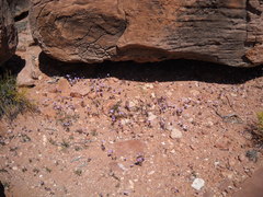 Phacelia glechomifolia