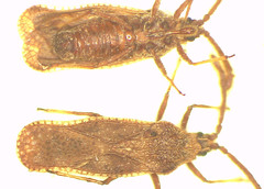 Teleonemia scrupulosa