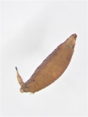 Dimecoenia