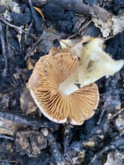 Cortinarius alboroseus