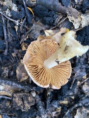 Cortinarius alboroseus