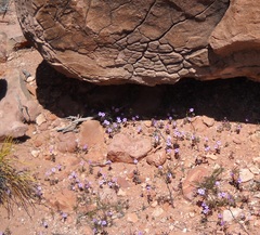Phacelia glechomifolia