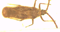 Teleonemia scrupulosa