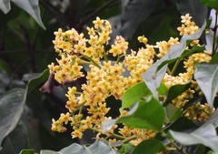 Flindersia acuminata