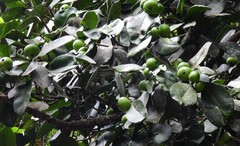 Garcinia warrenii