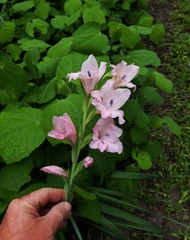 Gladiolus × hortulanus
