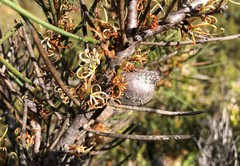 Hakea vittata