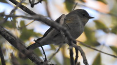 Setophaga coronata