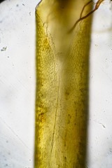 Distichium capillaceum