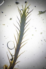 Distichium capillaceum