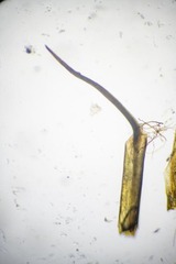 Distichium capillaceum