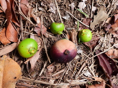 Garcinia warrenii
