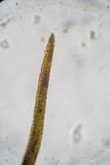 Distichium capillaceum
