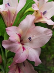 Gladiolus × hortulanus