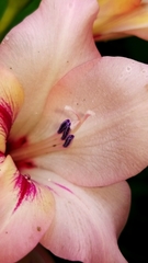 Gladiolus × hortulanus