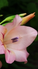 Gladiolus × hortulanus