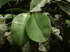 Garcinia warrenii