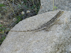 Draconinae