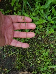 Setaria pallide-fusca